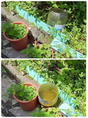清除積水容器 預防病媒孳生