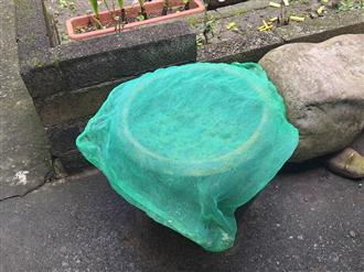 儲水缸應加蓋密網
