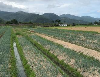 圖2.稻草敷蓋畦面，可保濕土壤、抑制雜草生長