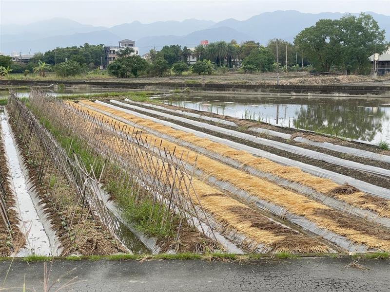 圖3. 稻草敷蓋畦面，可保濕土壤、抑制雜草生長