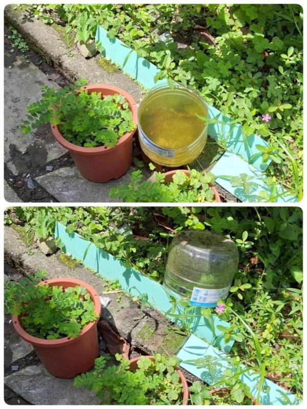 圖片說明：清除積水容器 預防病媒孳生