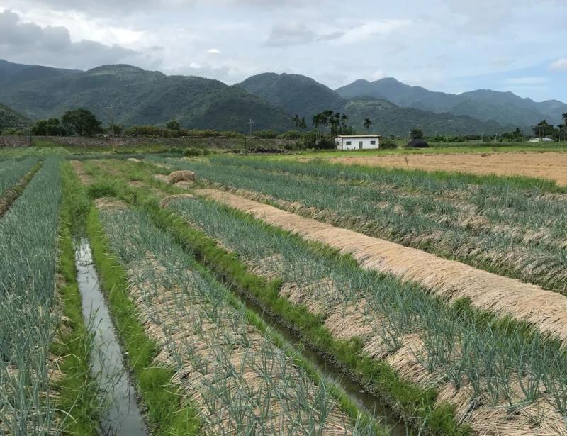 圖片說明：圖2.稻草敷蓋畦面，可保濕土壤、抑制雜草生長