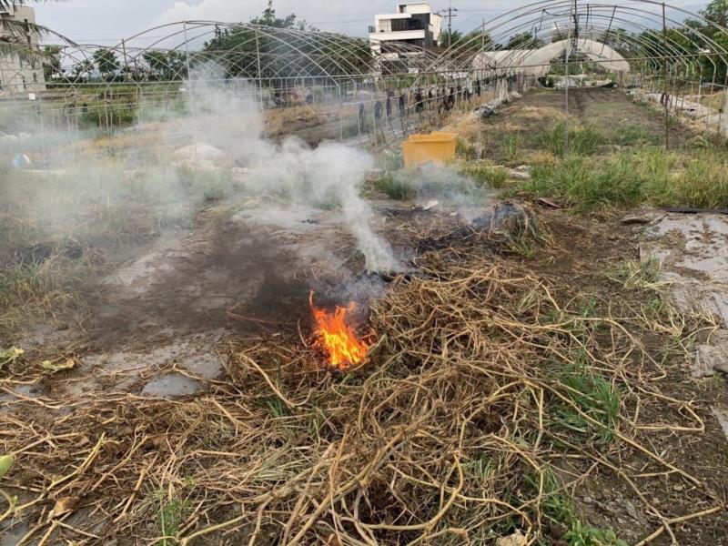 圖片說明：圖2. 雜草、菜葉的莖燃燒後產生之空污，恐引發過敏、氣喘等症狀。